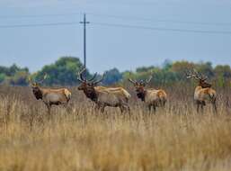 Image of Cervus canadensis nannodes