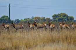 Image of Cervus canadensis nannodes