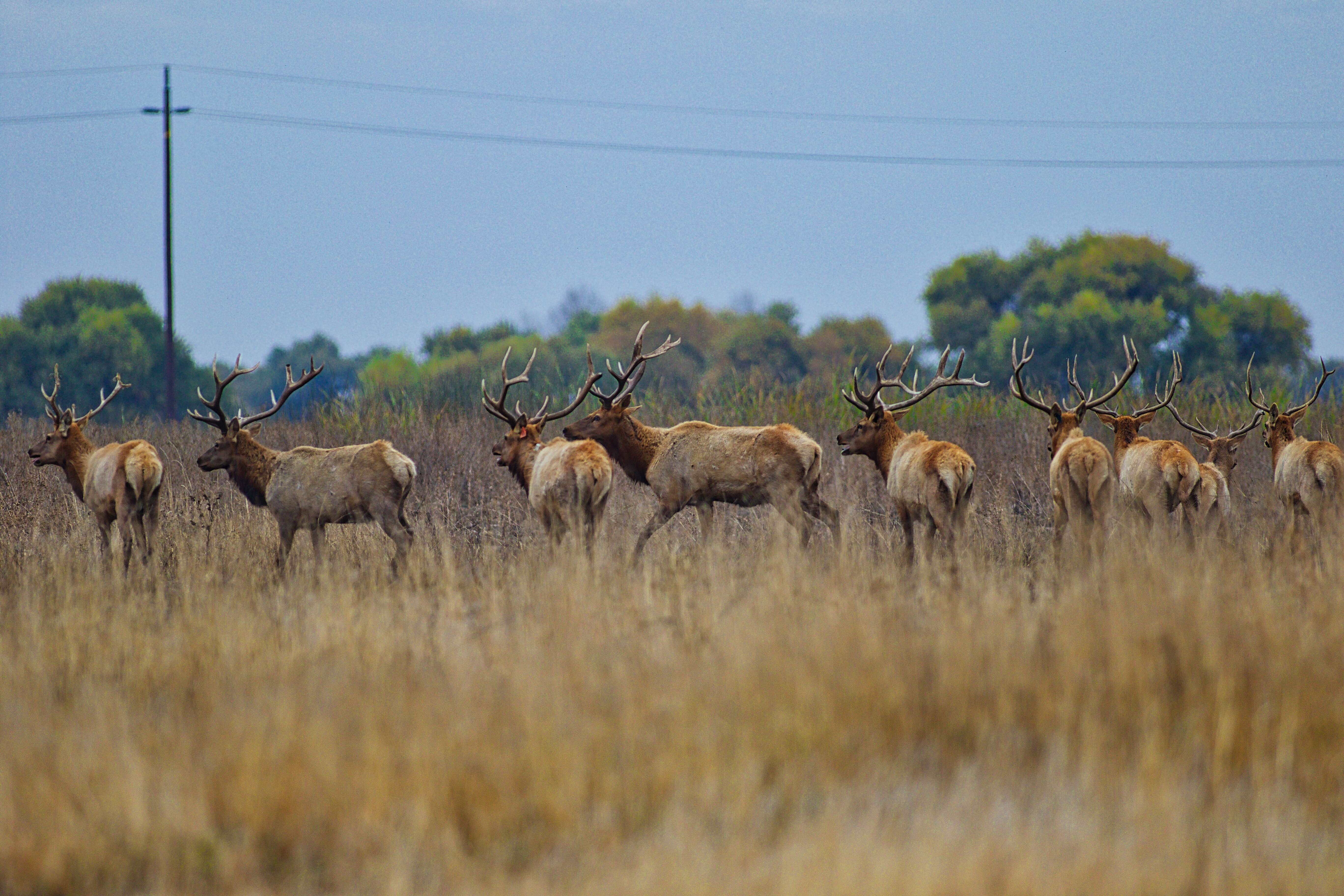 Image of Cervus canadensis nannodes