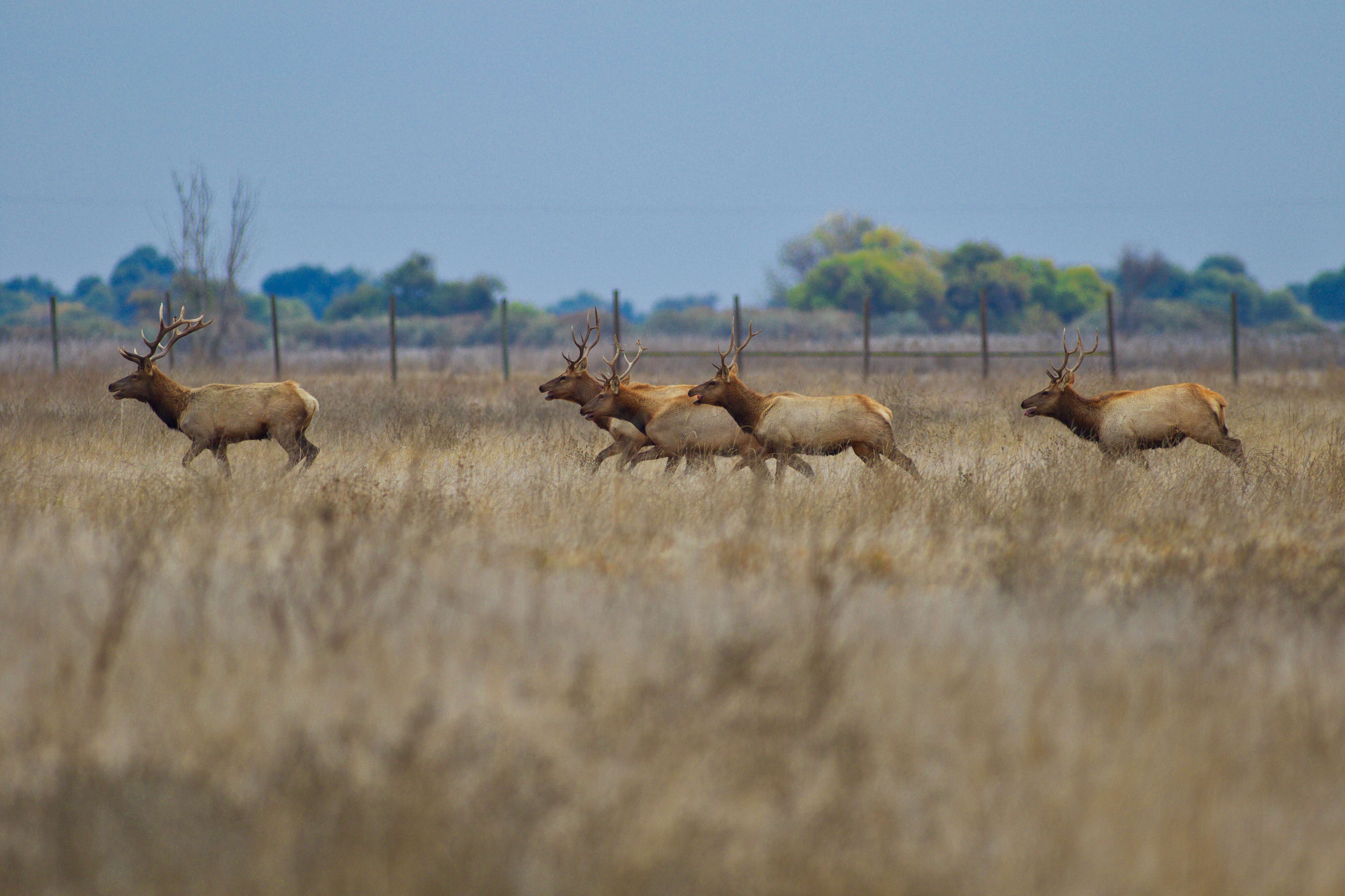 Image of Cervus canadensis nannodes