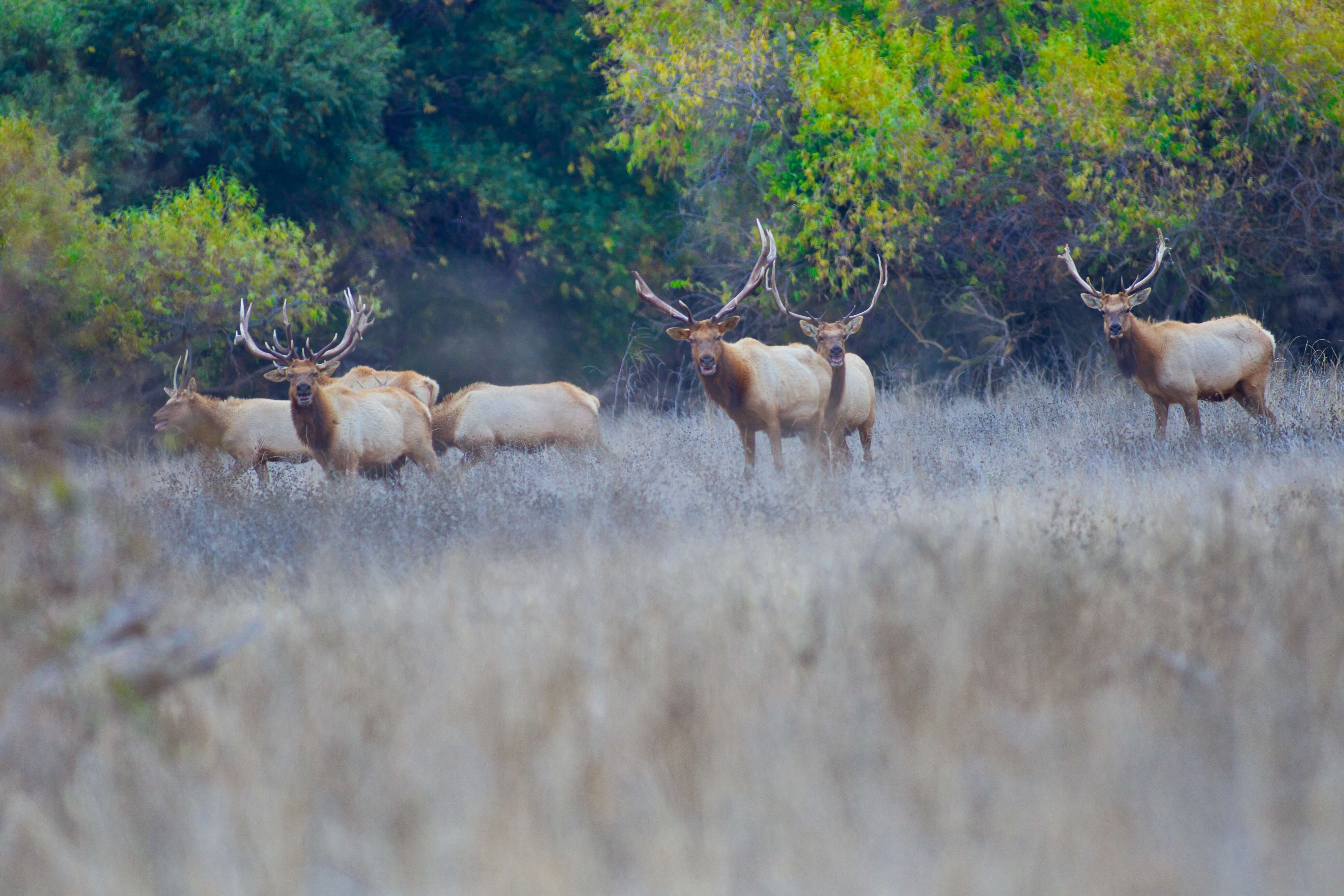 Image of Cervus canadensis nannodes