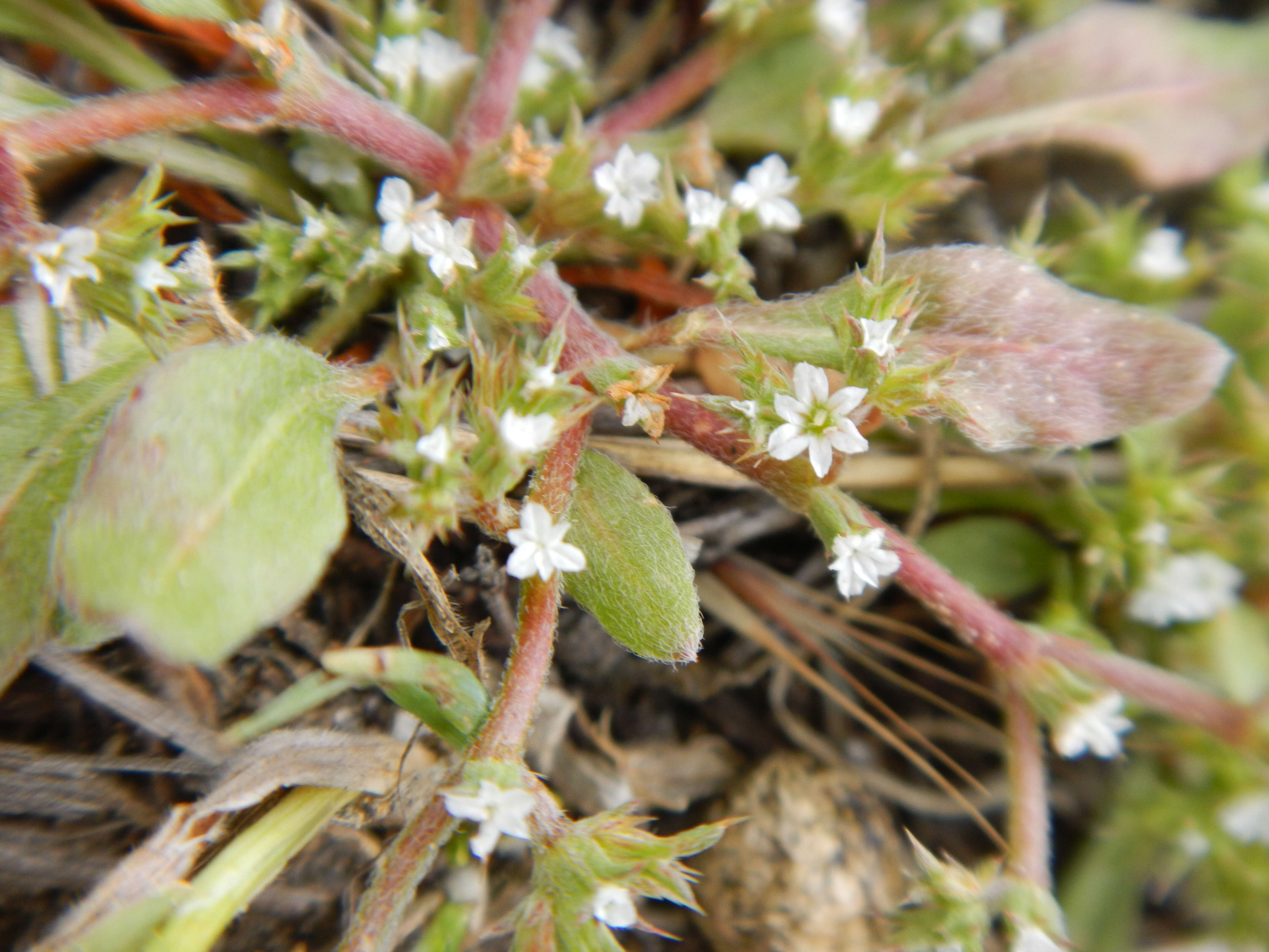 Image of San Bernardino spineflower