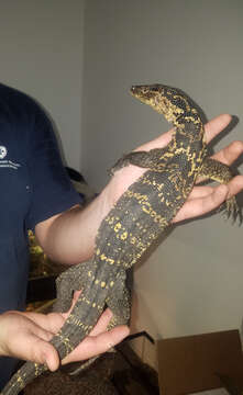 Image of monitor lizards