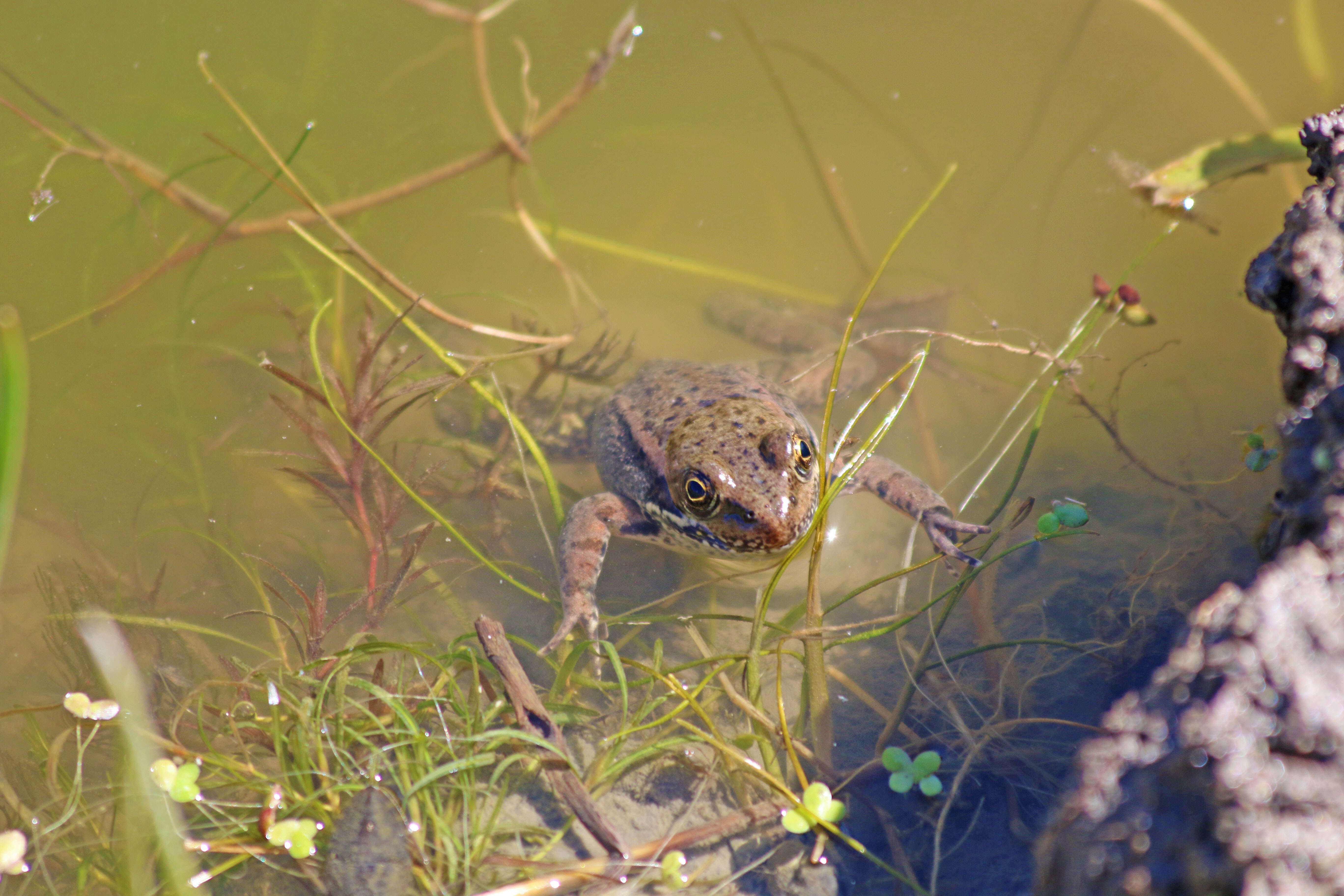 Image of California Red-legged Frog