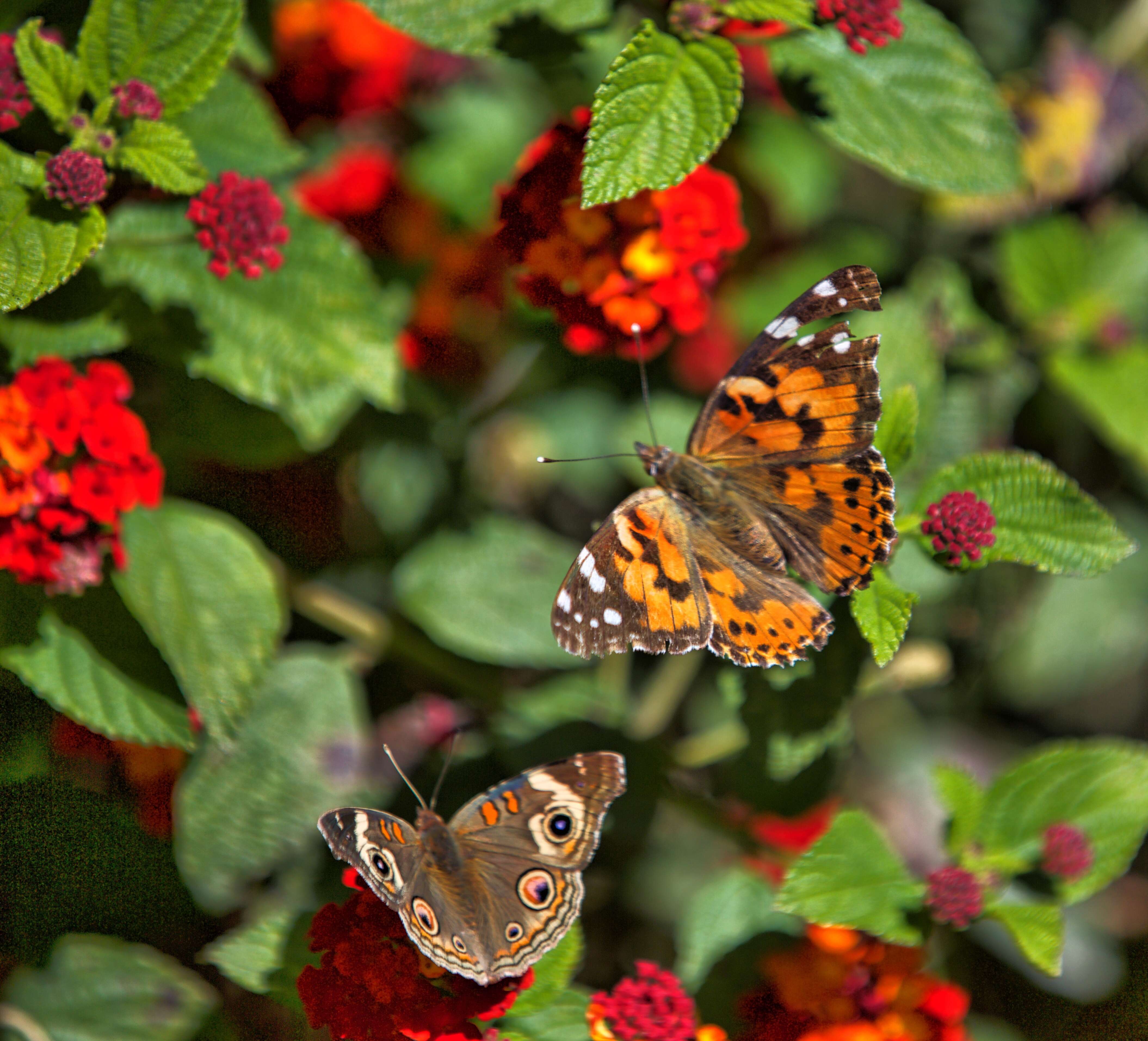 Image of Junonia grisea