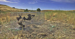 Image of Tricolored Blackbird