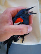 Image of Tricolored Blackbird