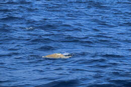 Image of Ridley sea turtles