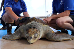 Image of Ridley sea turtles