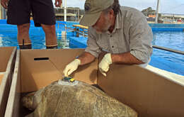 Image of Ridley sea turtles