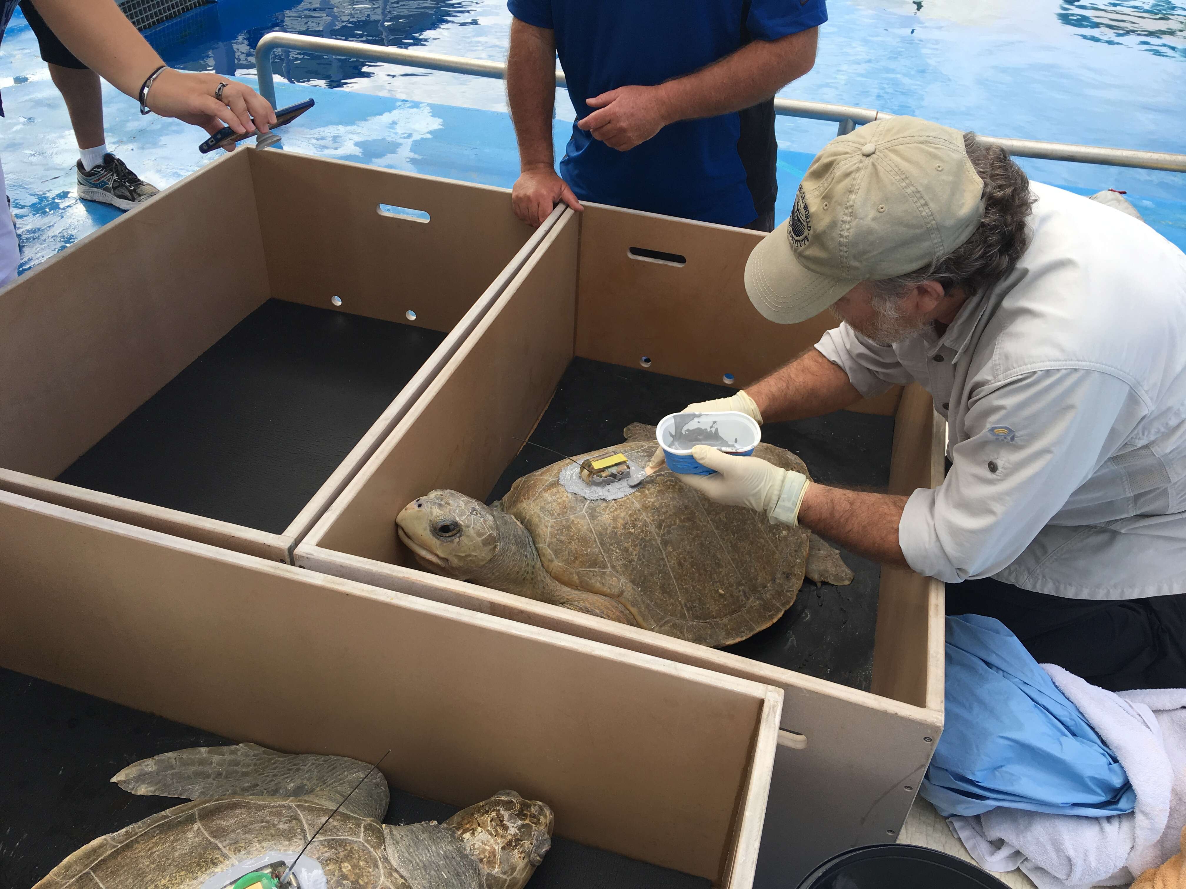 Image of Ridley sea turtles