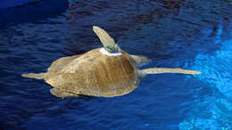 Image of Ridley sea turtles