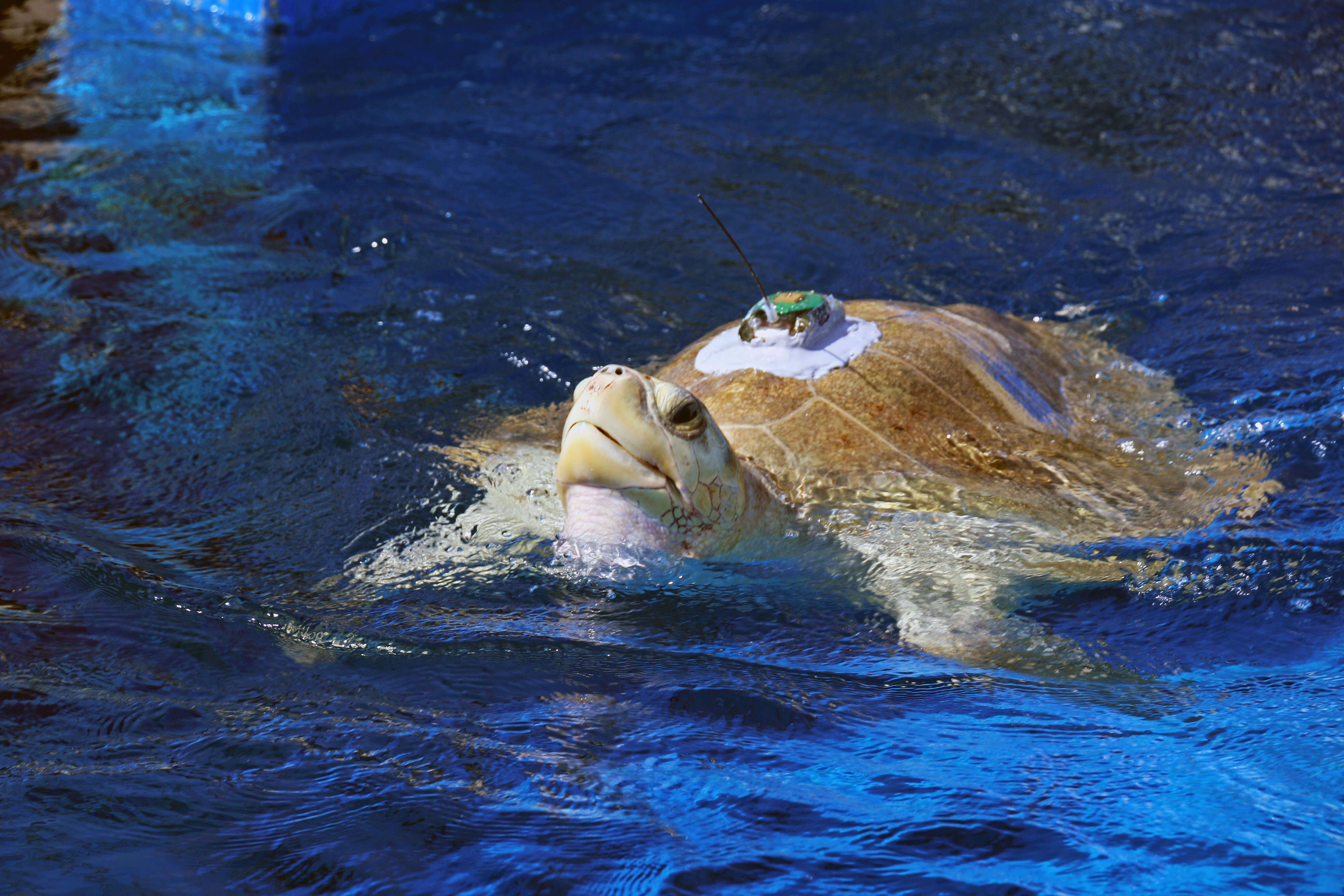 Image of Ridley sea turtles