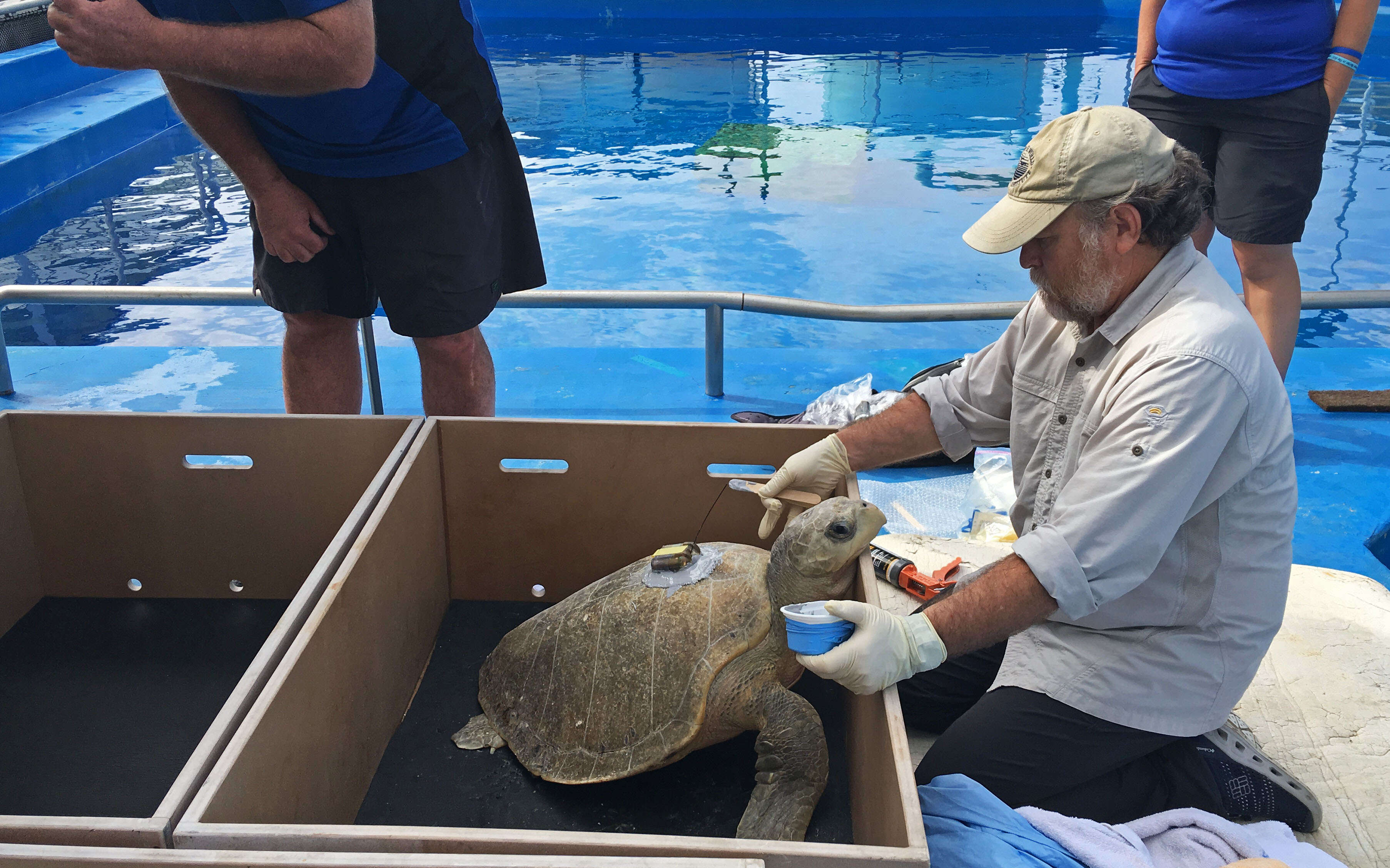 Image of Ridley sea turtles