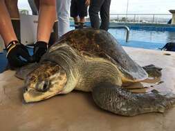 Image of Ridley sea turtles