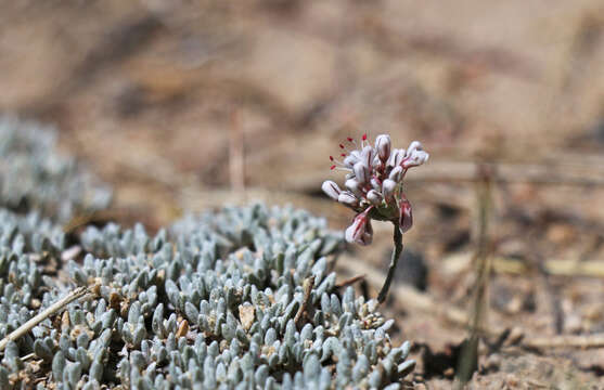 Imagem de Eriogonum kennedyi Porter ex S. Wats.