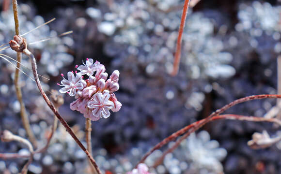 Imagem de Eriogonum kennedyi Porter ex S. Wats.