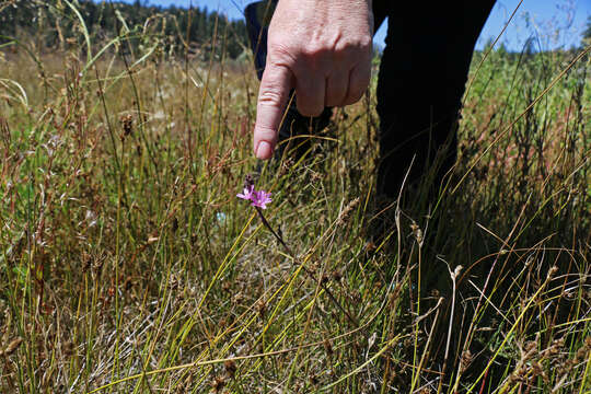 Image of birdfoot checkerbloom