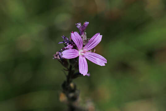 Image of birdfoot checkerbloom