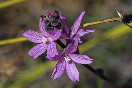 Image of birdfoot checkerbloom