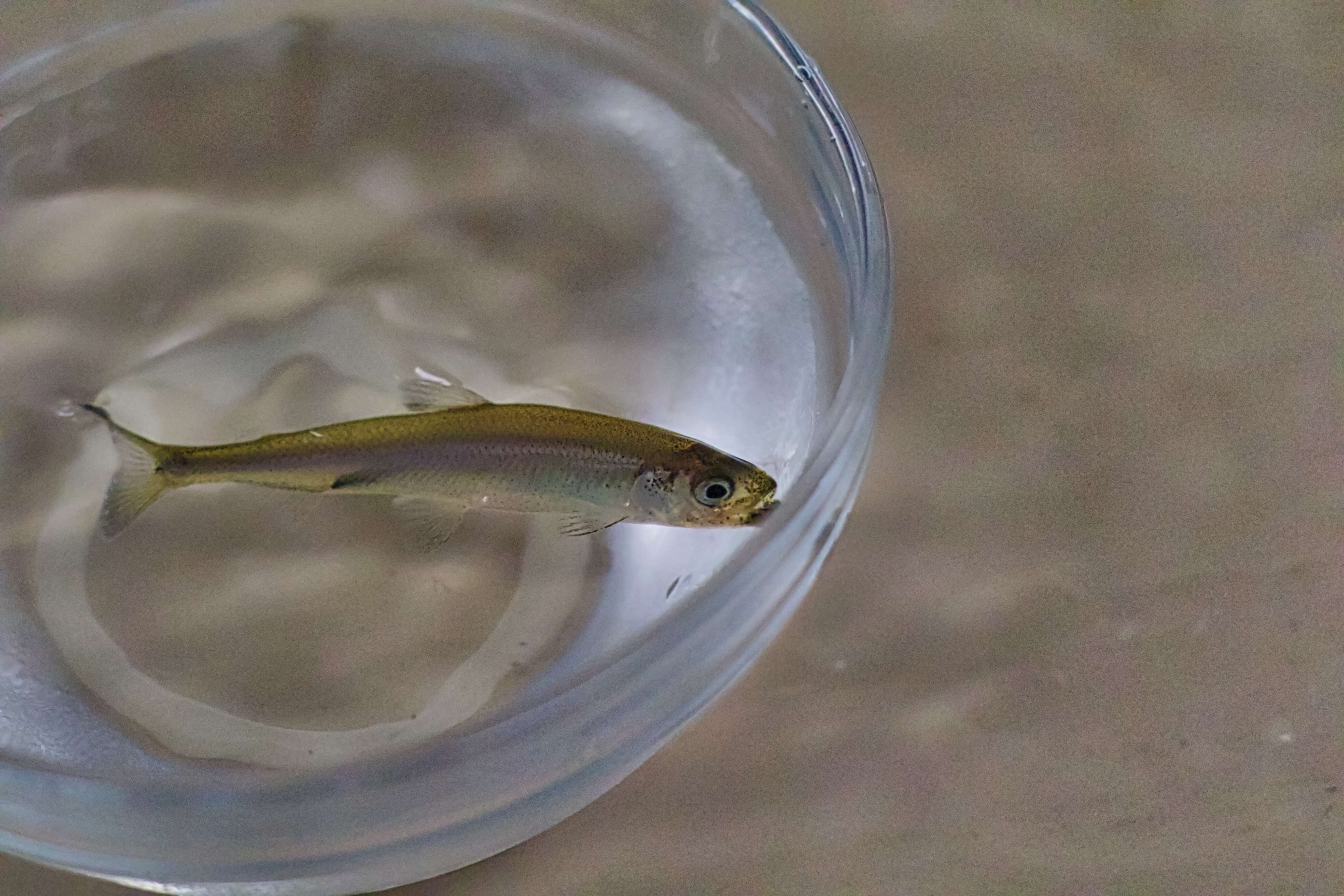 Image of Delta Smelt