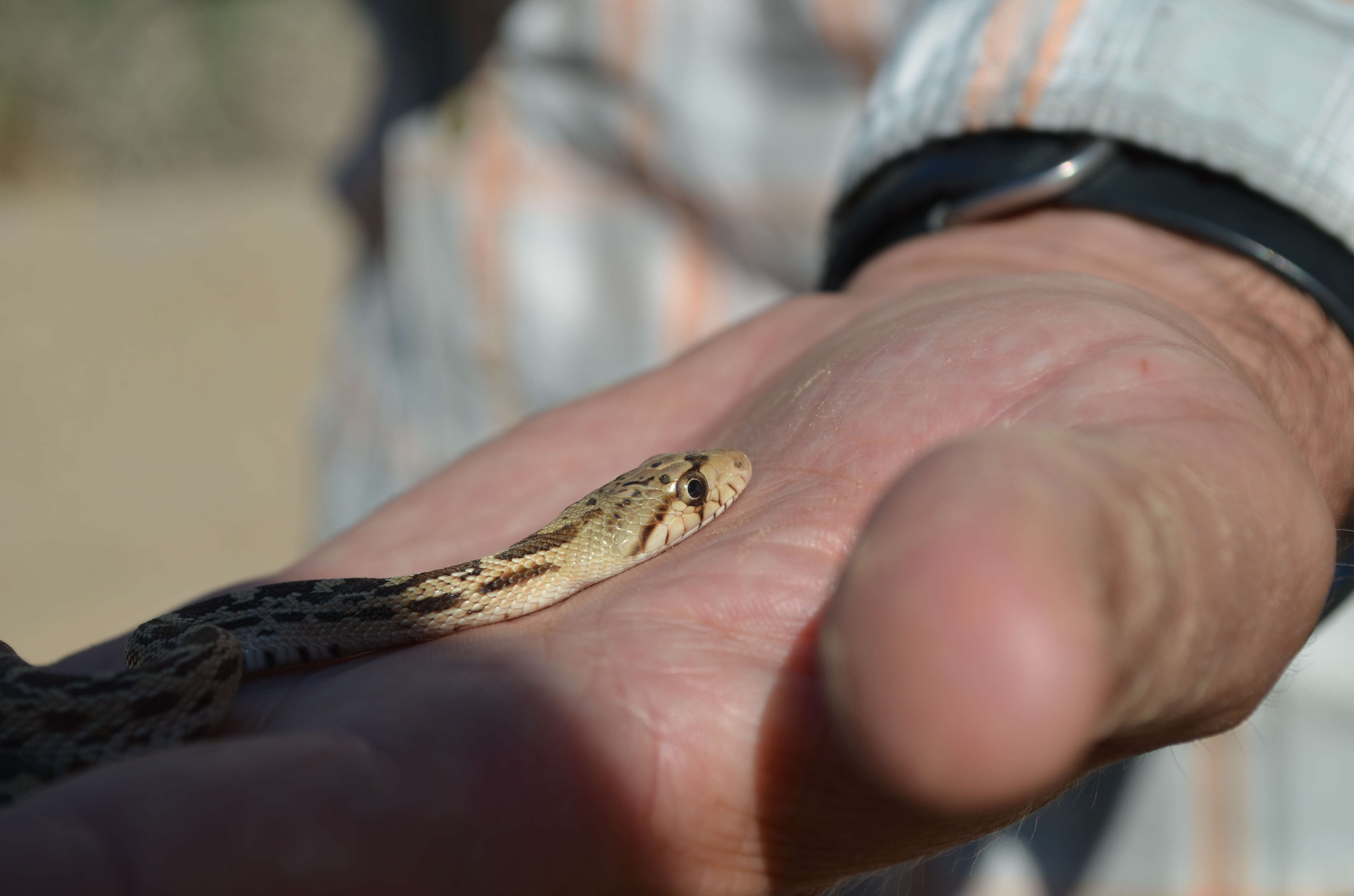 Pituophis catenifer catenifer (Blainville 1835)的圖片