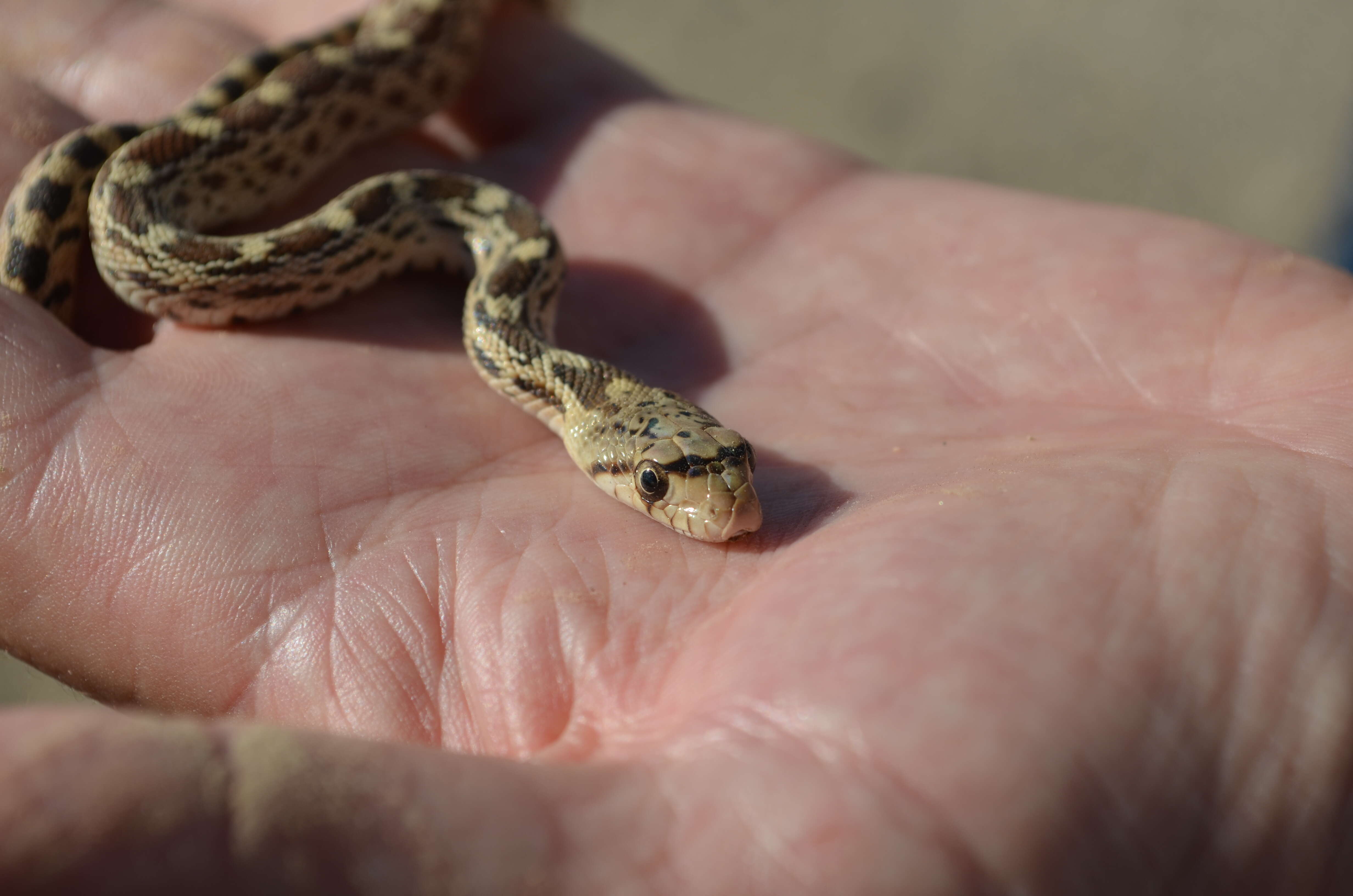 Pituophis catenifer catenifer (Blainville 1835)的圖片