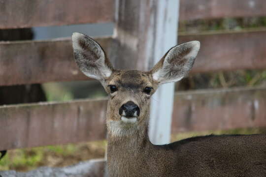 Image of Columbian black-tailed deer