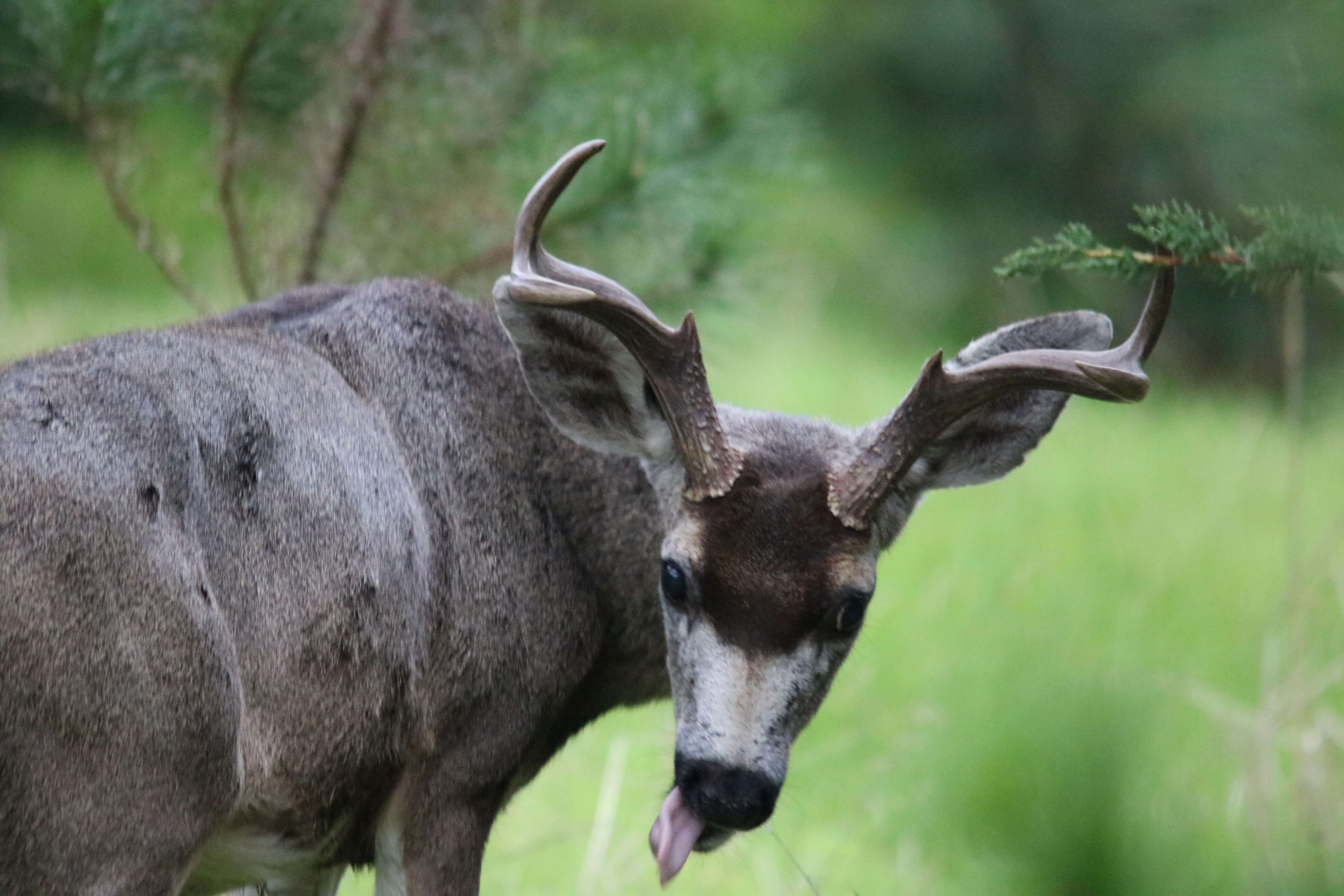 Image of Columbian black-tailed deer