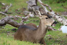 Image of Columbian black-tailed deer