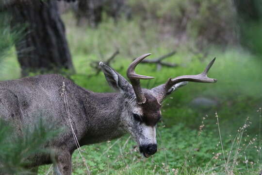 Image of Columbian black-tailed deer