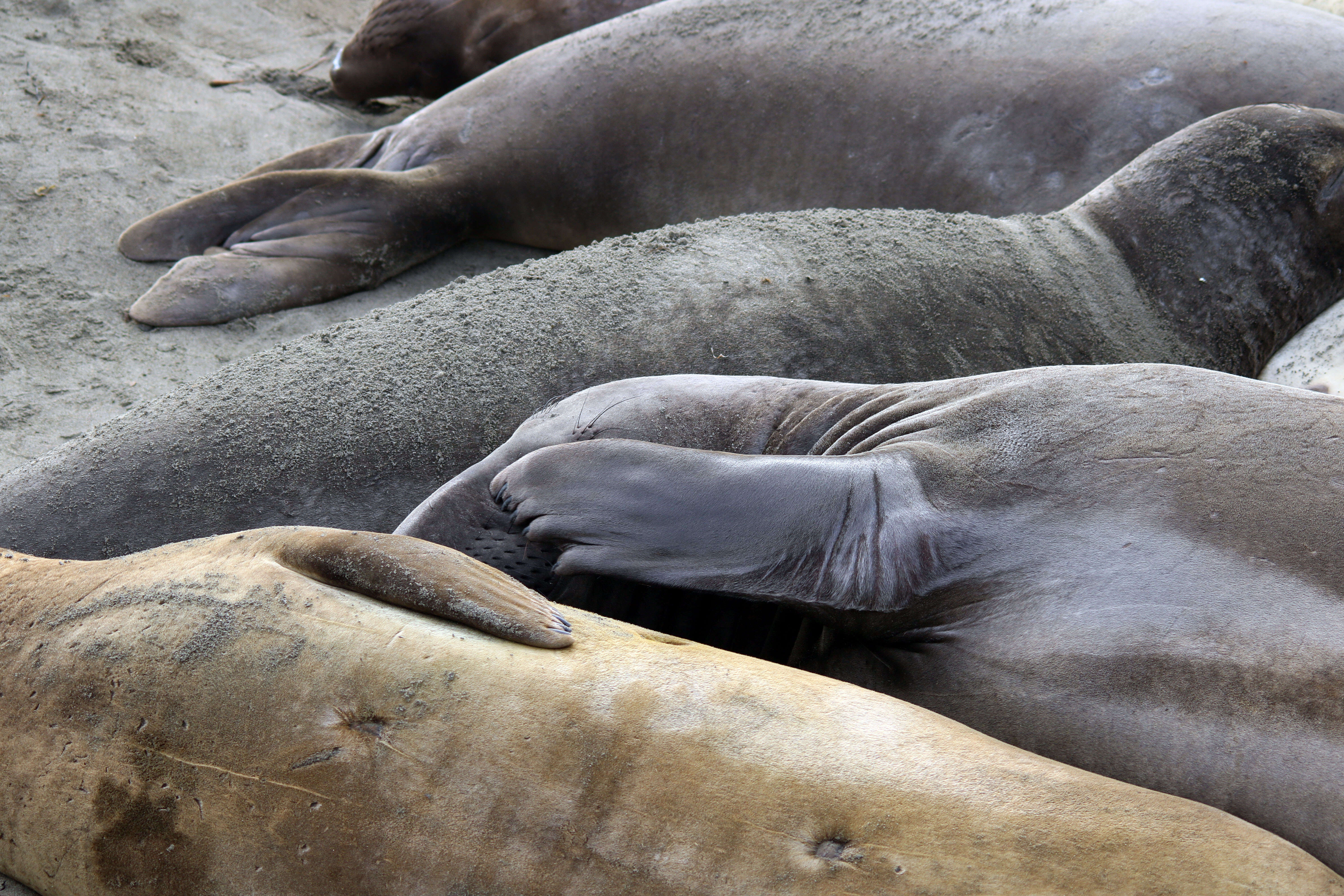 Image of Northern Elephant Seal