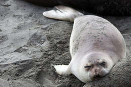 Image of Northern Elephant Seal