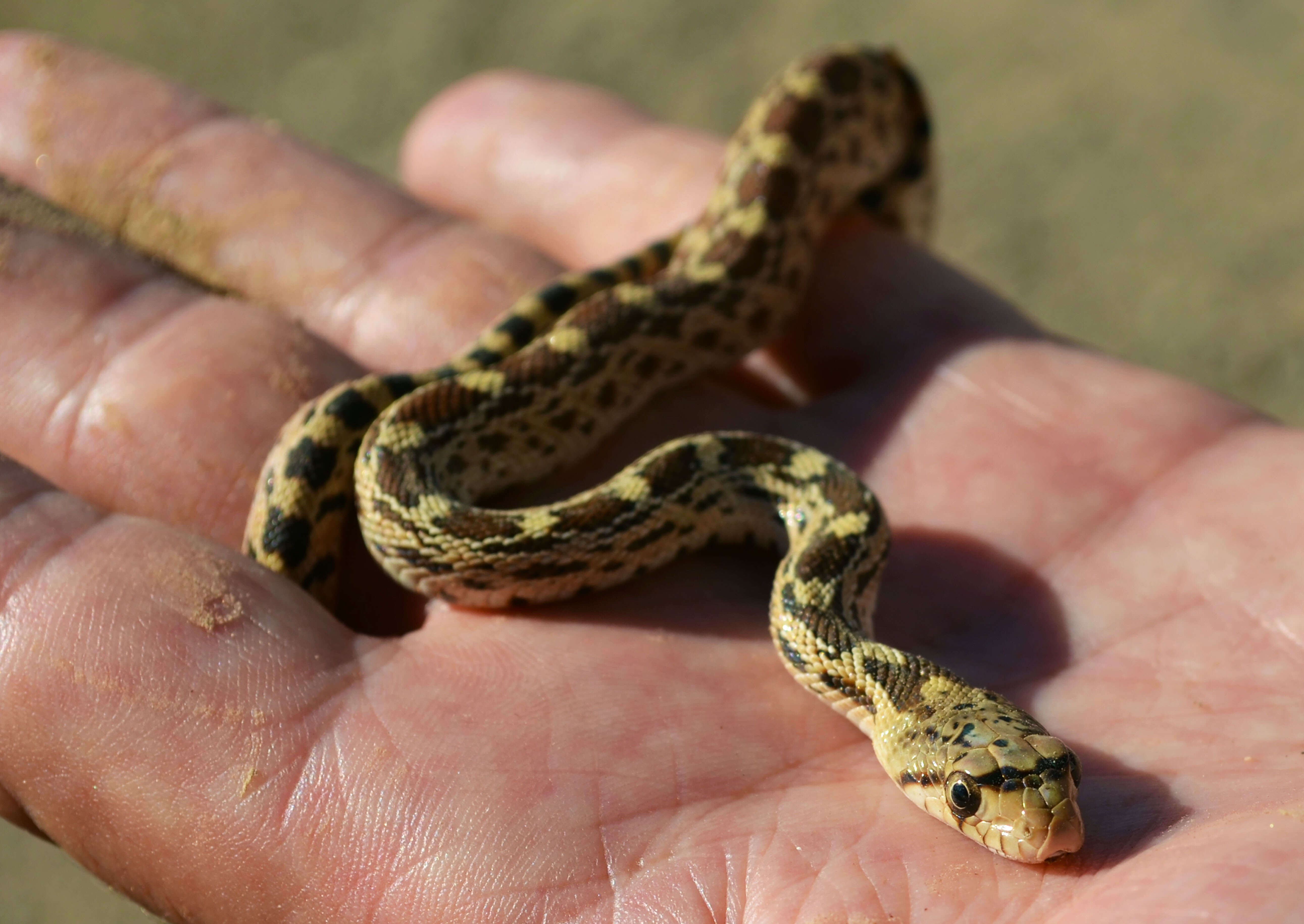 Pituophis catenifer catenifer (Blainville 1835)的圖片