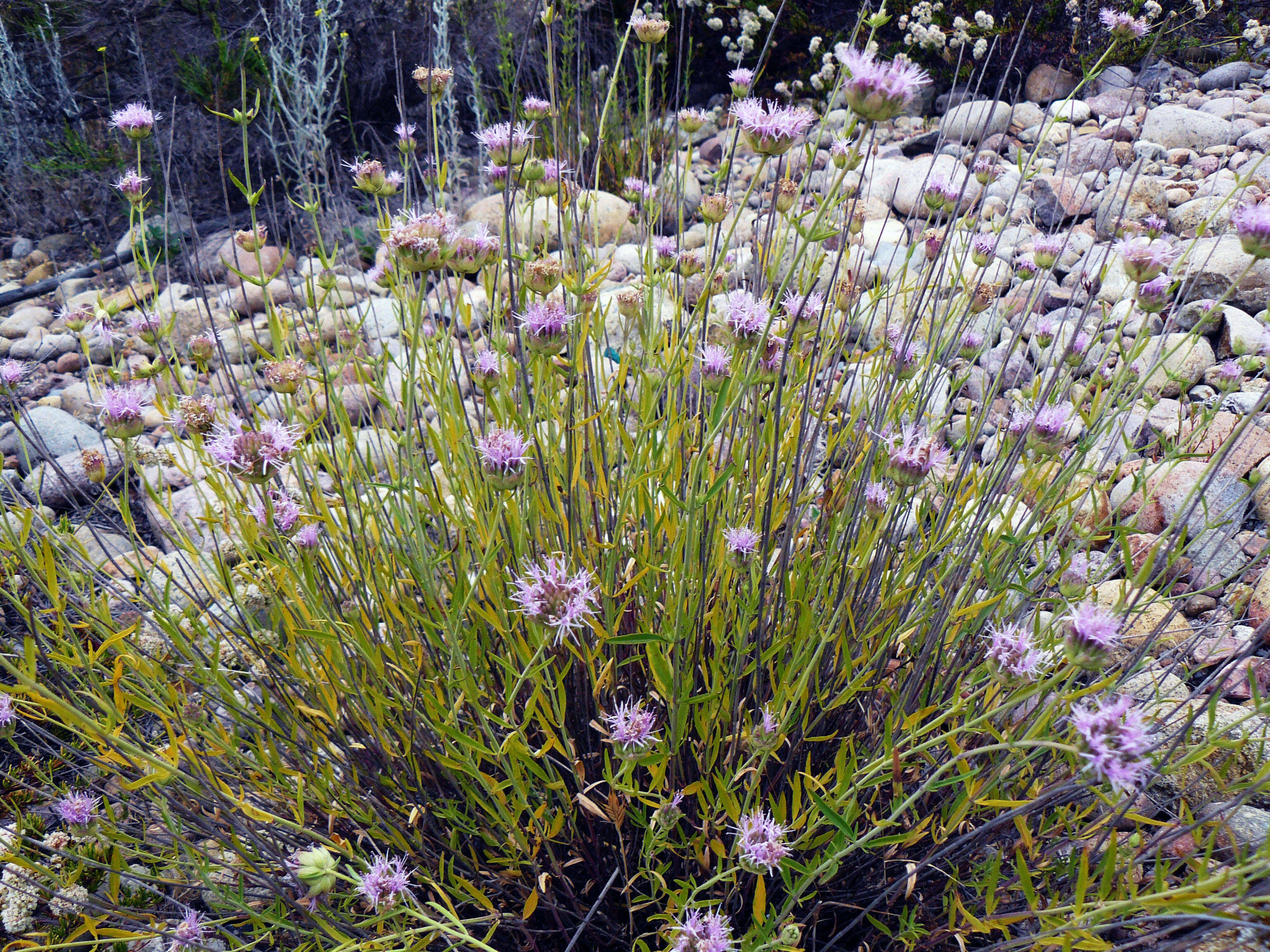 Image of Willowy Mountainbalm