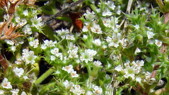 Image of San Bernardino spineflower