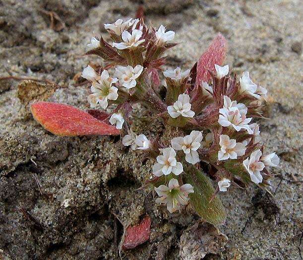 Image of San Bernardino spineflower