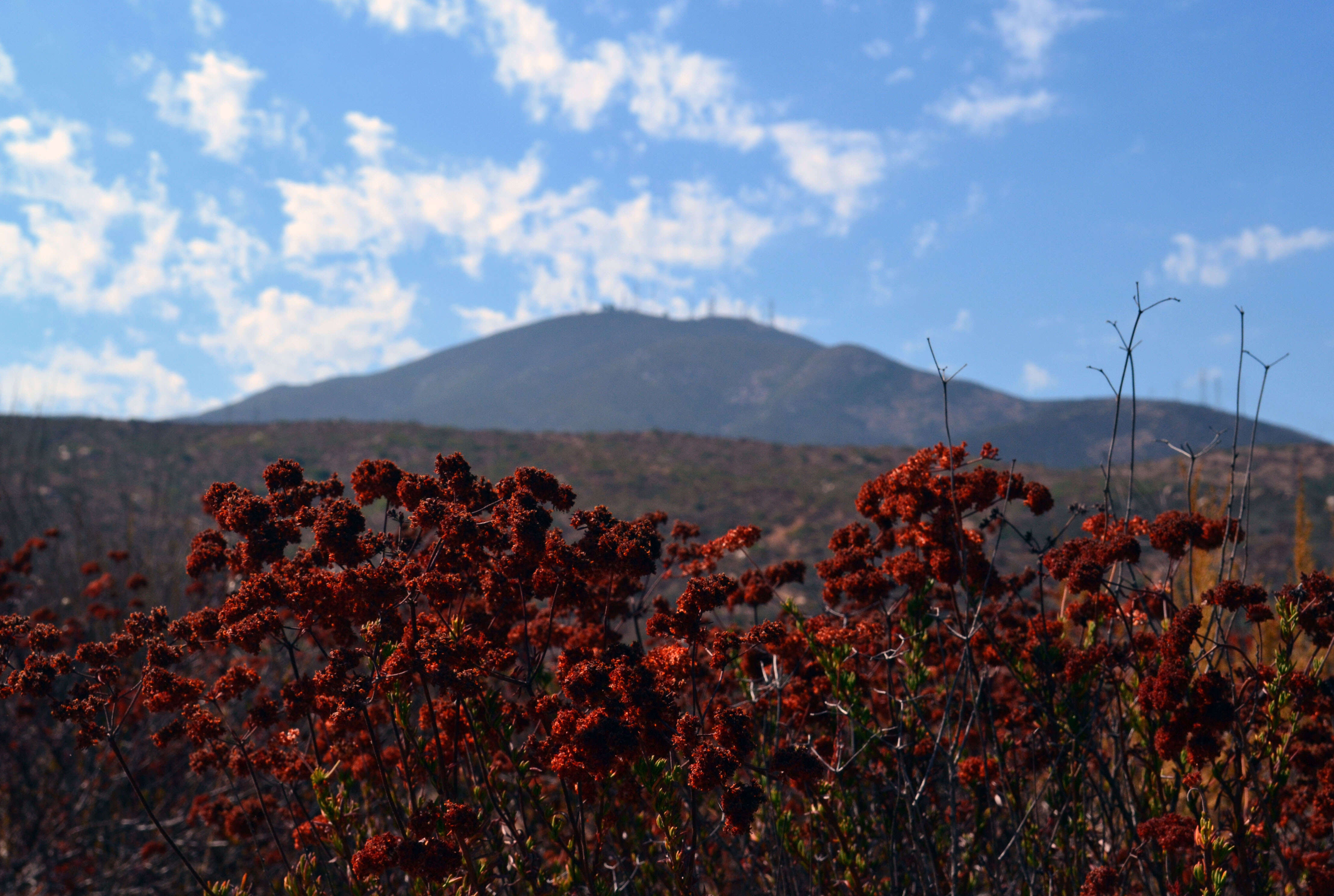 Imagem de Eriogonum