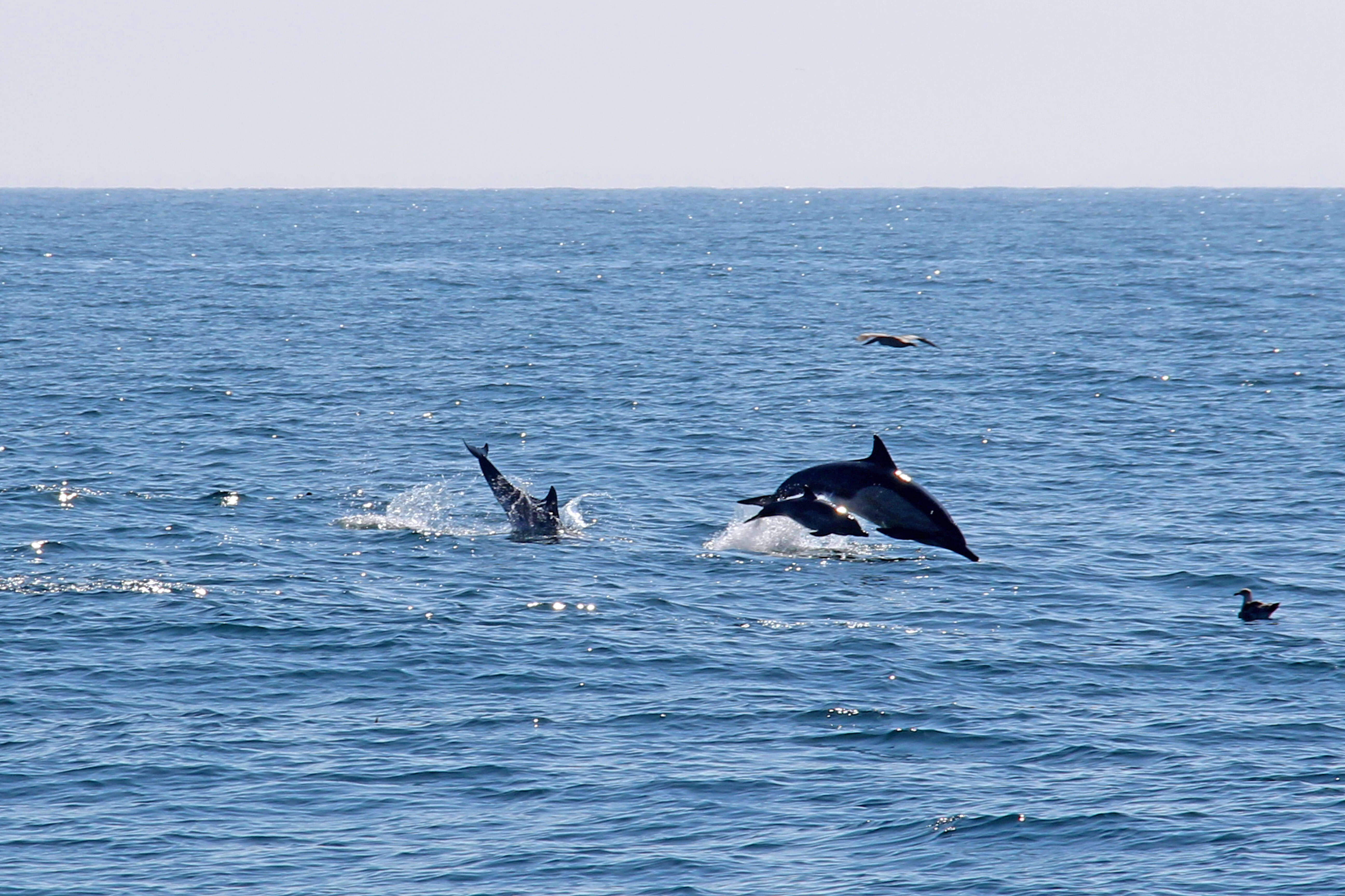 Image of Atlantic Dolphin