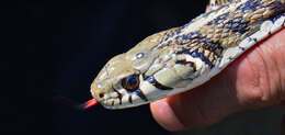 Image de Thamnophis marcianus (Baird & Girard 1853)