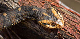 Image of Southern Water Snake