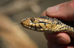 Image of Southern Water Snake