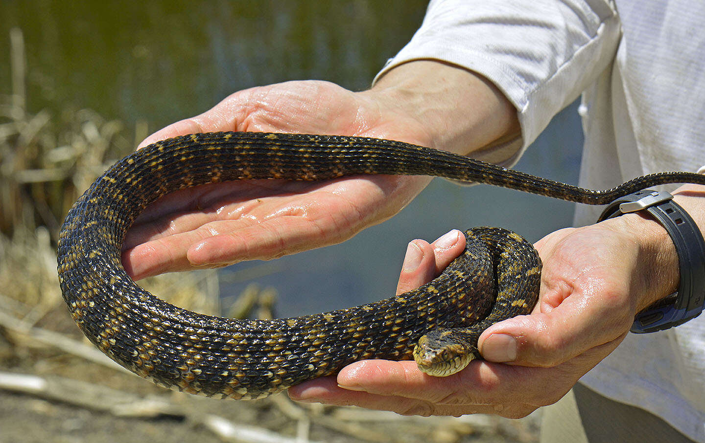 Image of Southern Water Snake