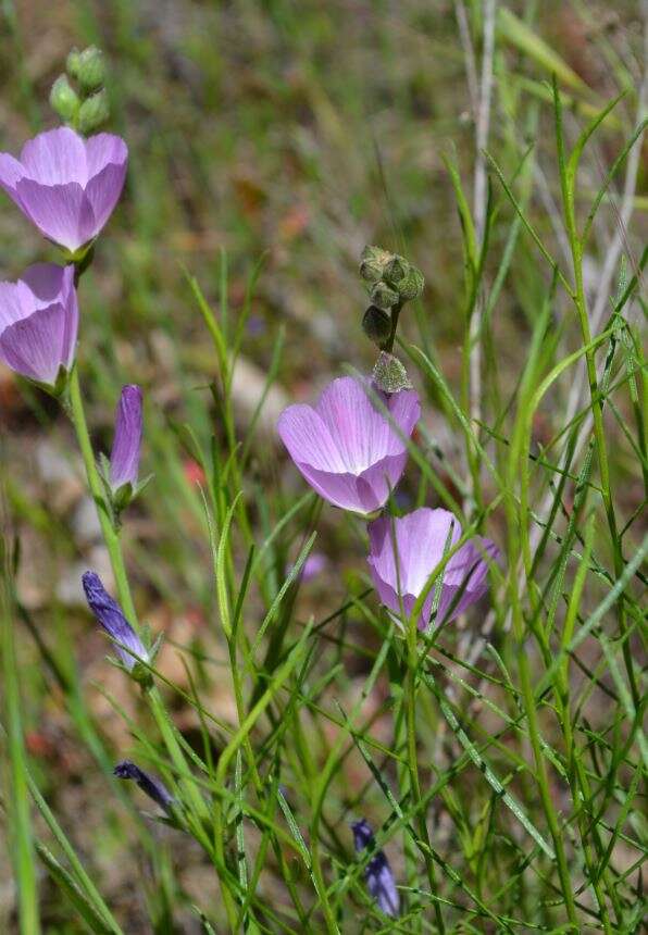 Image of dwarf checkerbloom