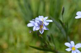 Image of western blue-eyed grass