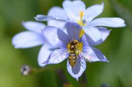 Image of western blue-eyed grass