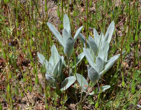 Image of woollypod milkweed