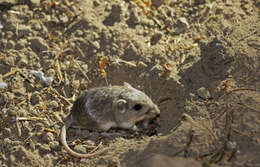 Image of Pacific pocket mouse