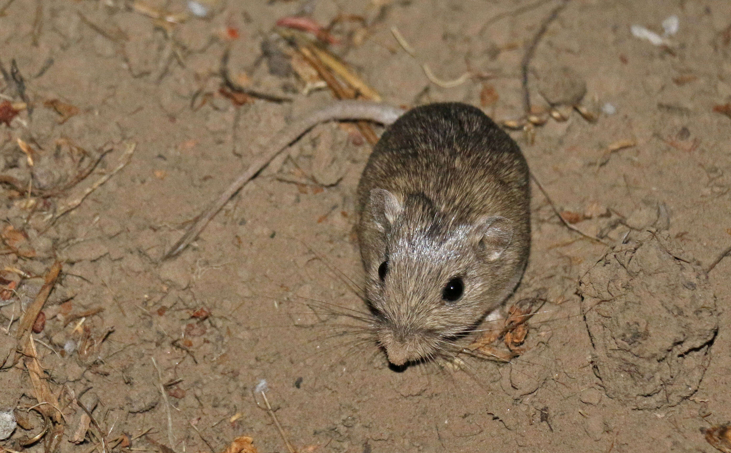 Image of Pacific pocket mouse