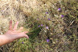 صورة Brodiaea filifolia S. Watson